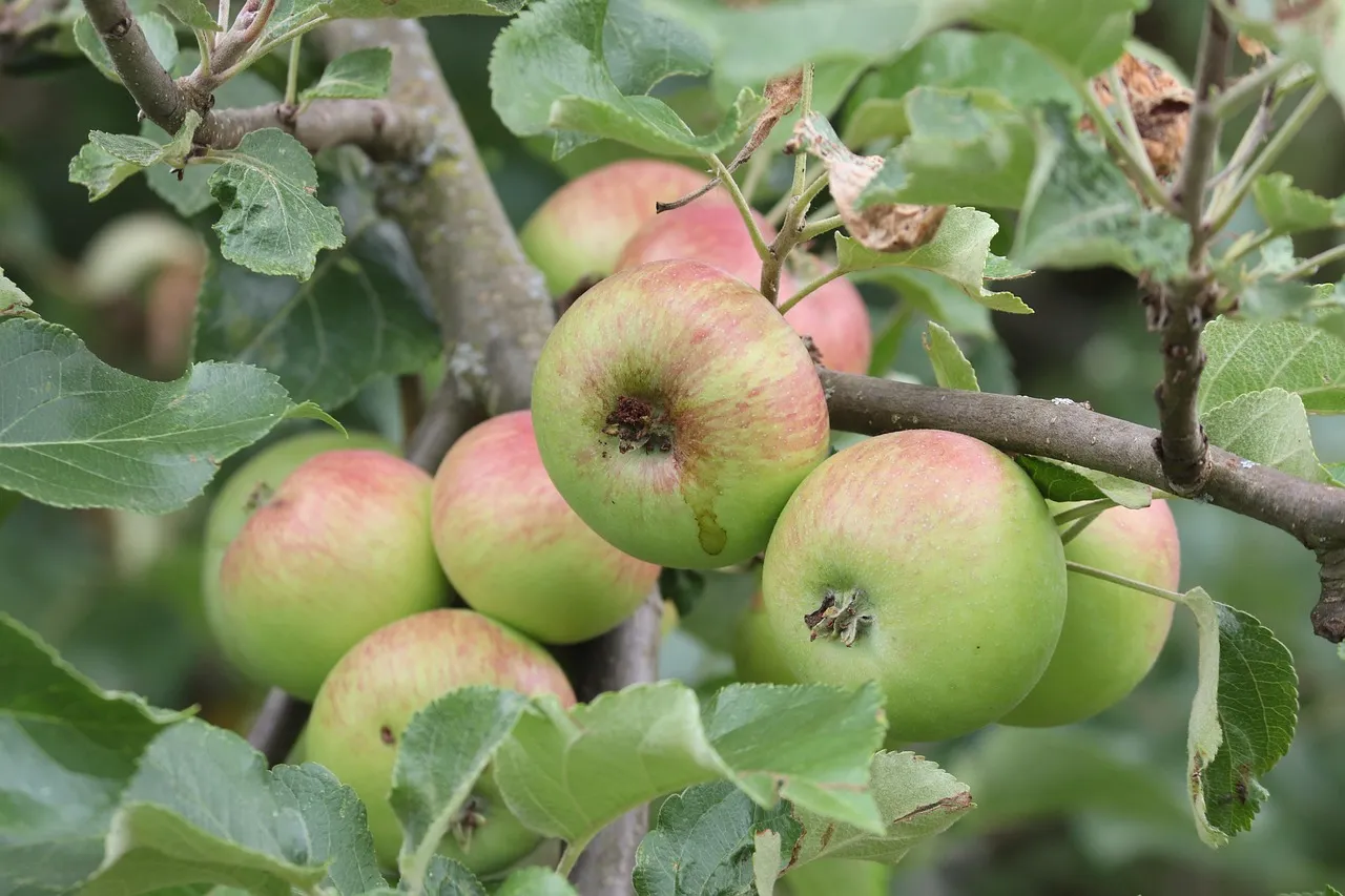 Apple ad, Naughton